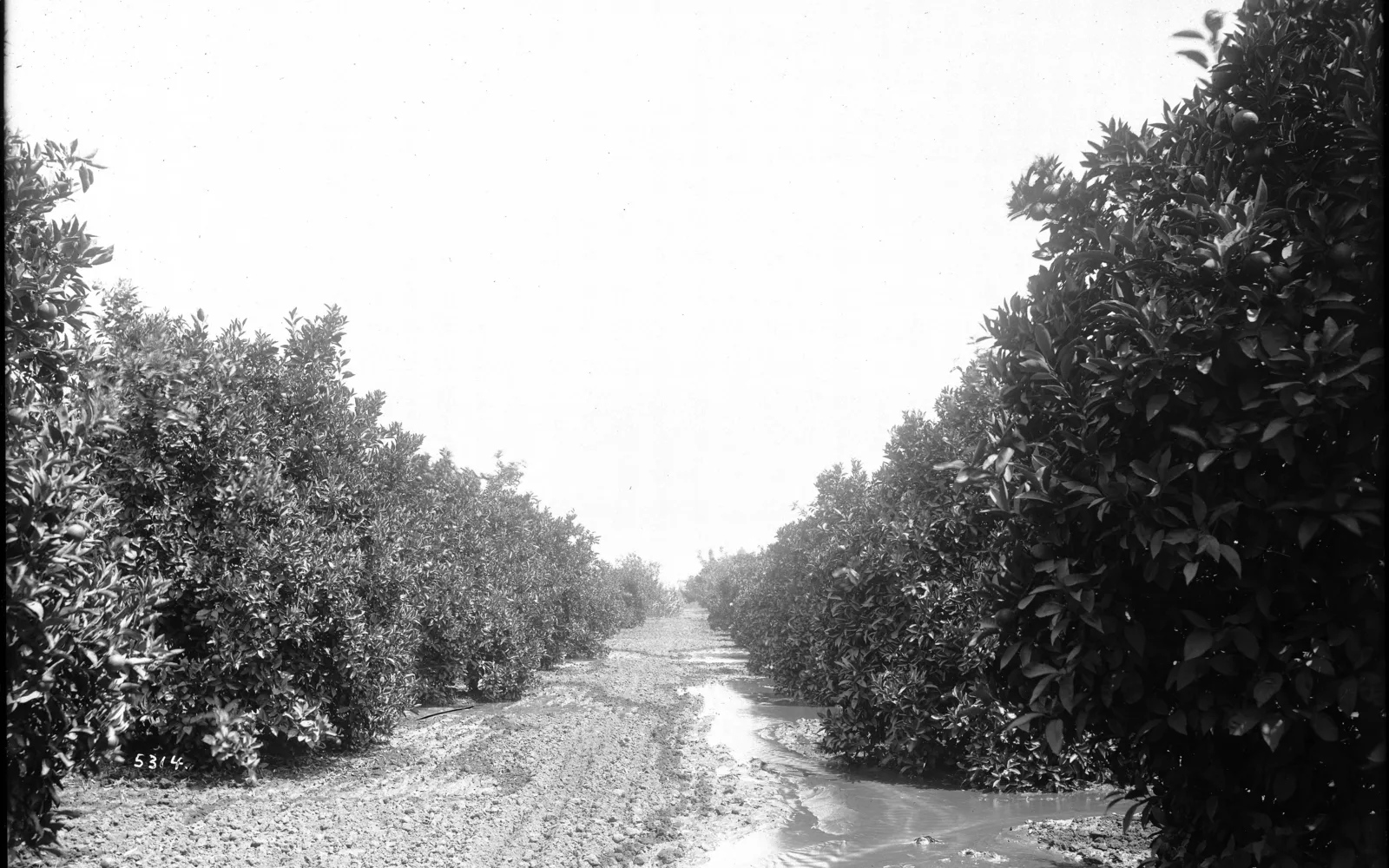 Historical photograph of irrigation in orange orchards with water flowing through channels between rows of trees